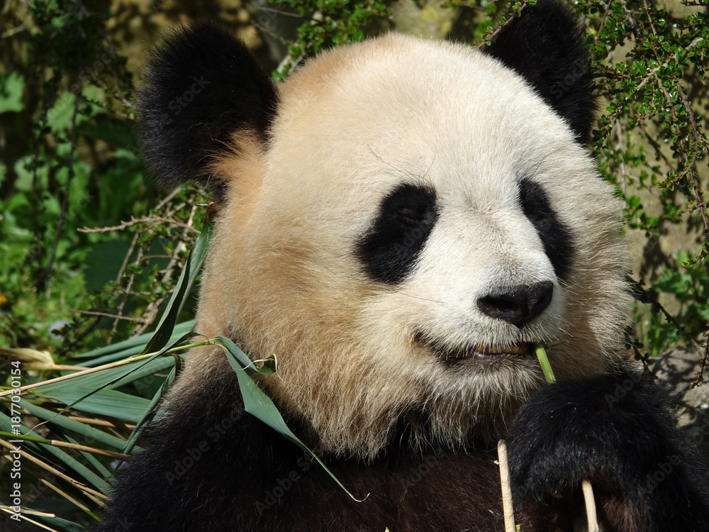 Fototapeta premium Pandat géant de Chine