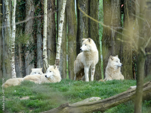 loup arctique