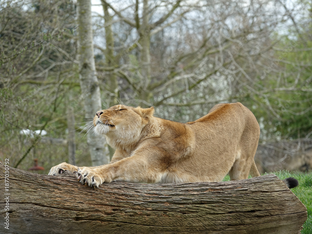 Fototapeta premium Lionne