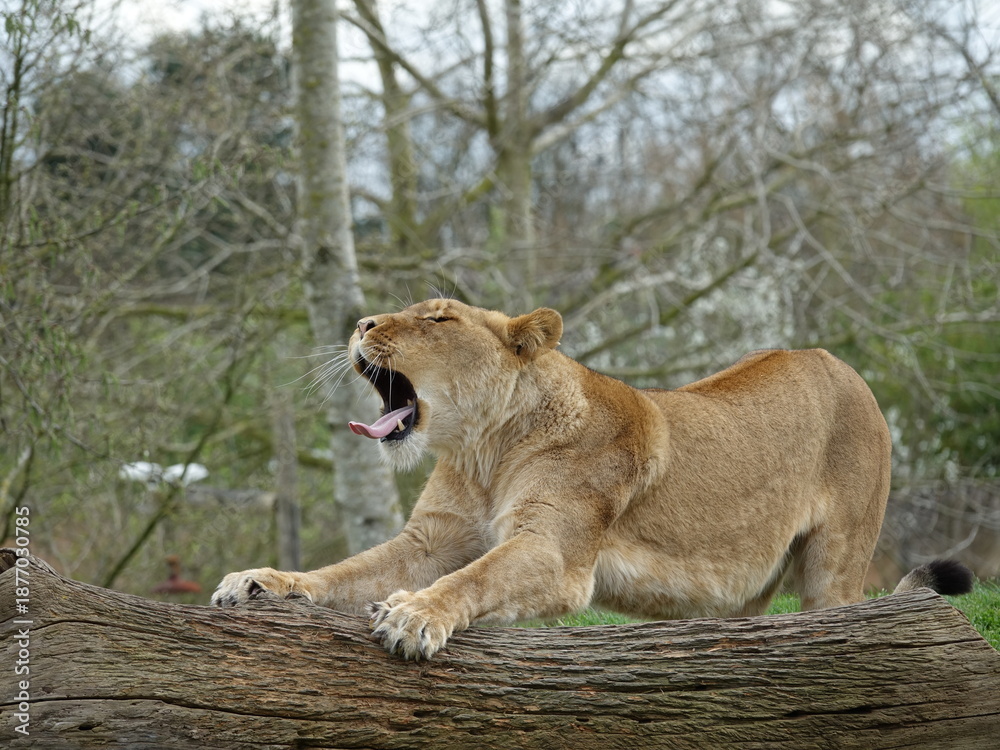 Obraz premium Lionne