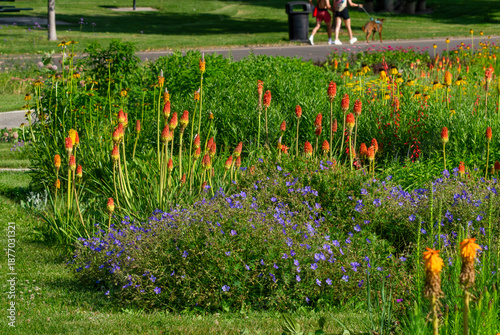 Schilderij op canvas Cranesbill Geranium flowers and Red Hot Poker plants in a sunny park garden on a Summer day