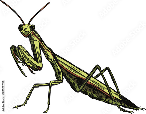Praying mantis hand drawn illustration in a pen and ink line art style on isolated clear background 