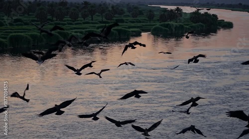Wallpaper Mural Aerial view video of birds flying over a serene river at sunset, with lush greenery and palm trees lining the banks, creating a tranquil scene. Torontodigital.ca