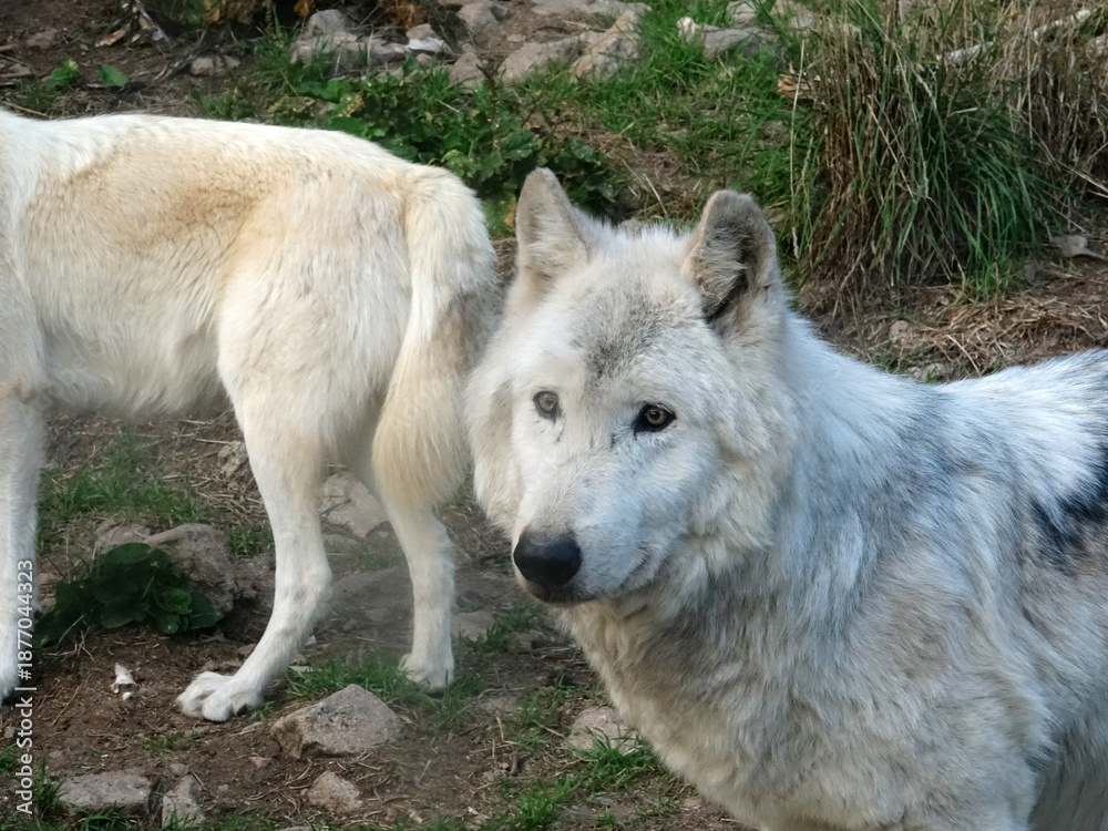 Obraz premium Loup du Canada