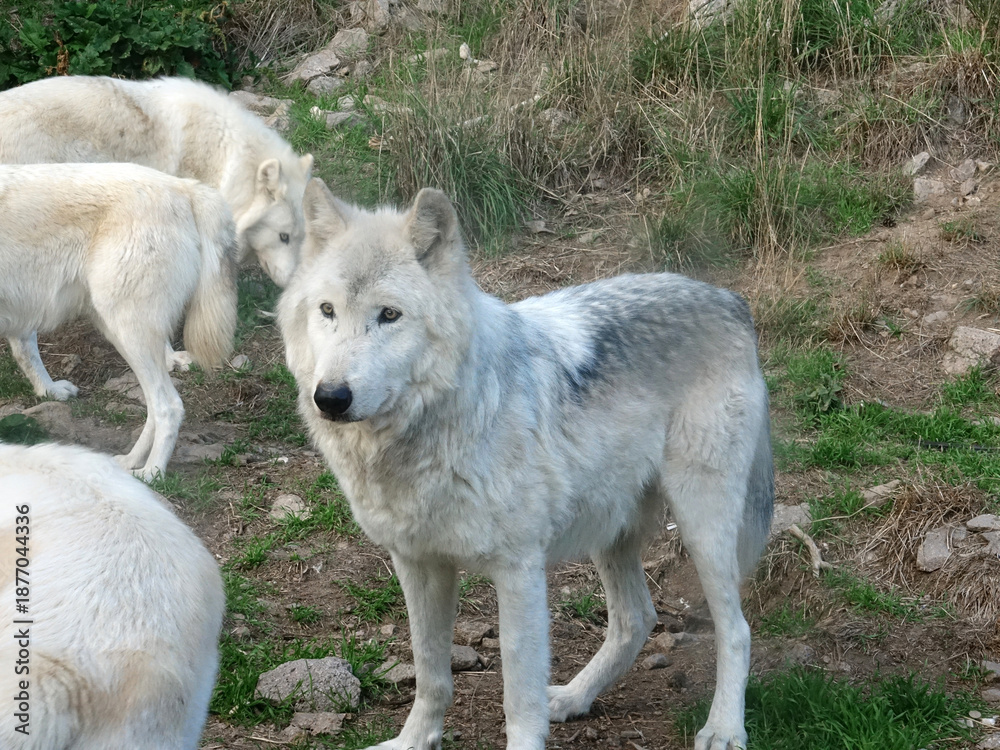 Obraz premium Loup du Canada