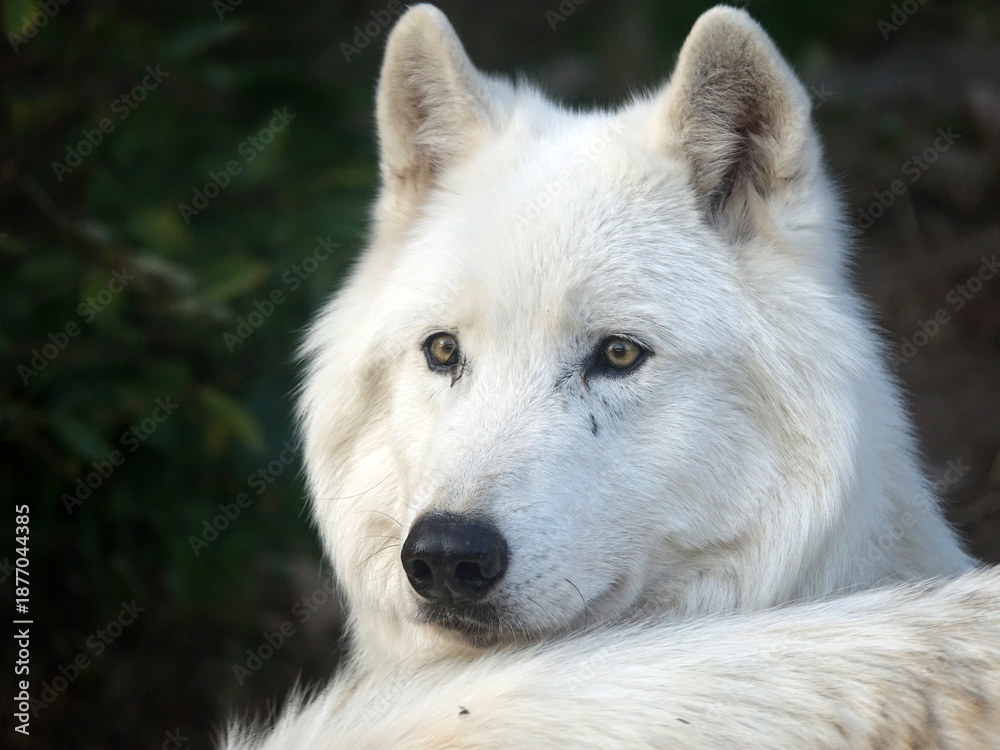 Obraz premium Loup du Canada