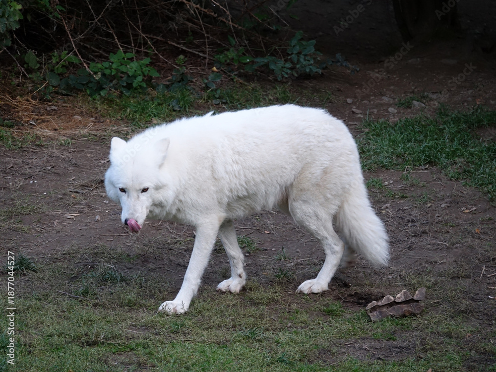 Obraz premium Loup Arctique