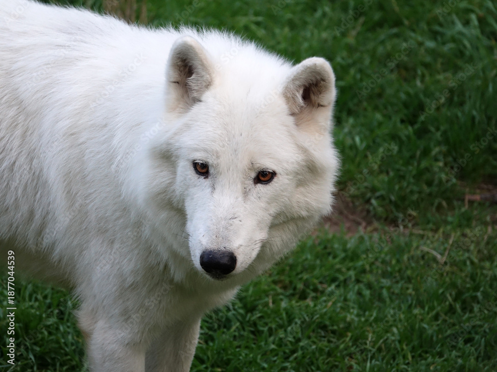 Fototapeta premium Loup Arctique