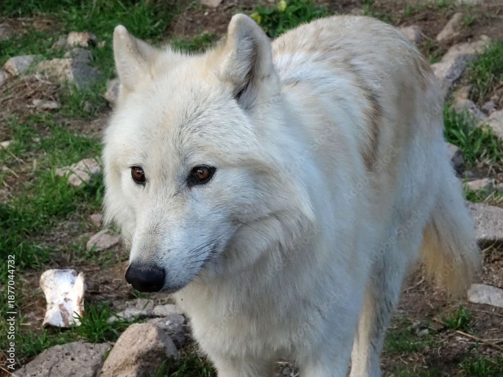 Obraz premium Loup du Canada