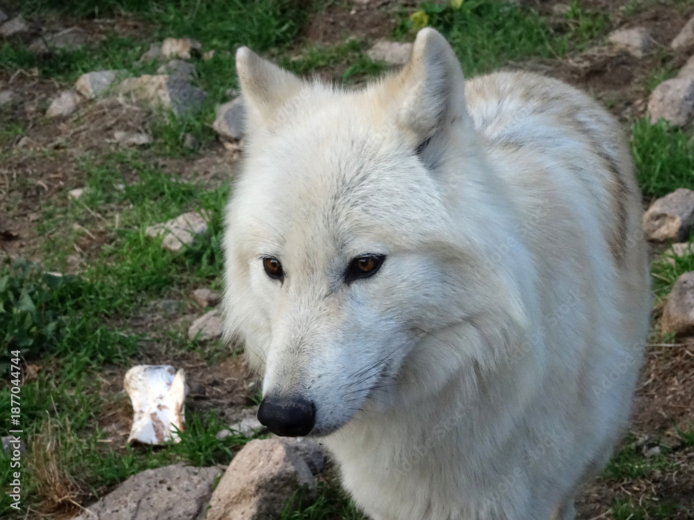 Obraz premium Loup du Canada