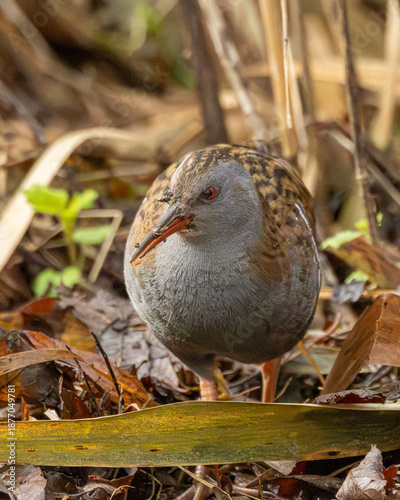 Tablou pe pânză A water rail. A common but secretive wader in England.