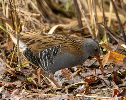 Fotografie A water rail. A common but secretive wader in England.