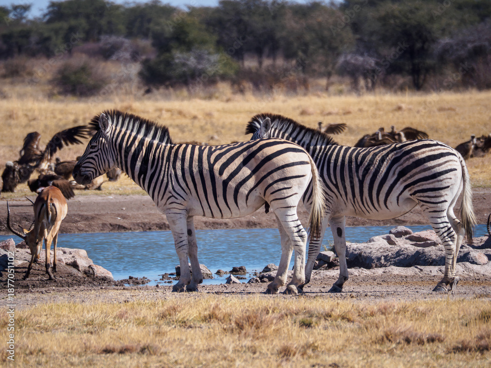 Obraz premium Plains Zebras at a Waterhole