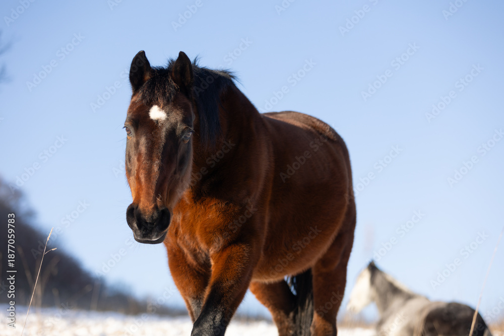 Obraz premium Pferdeportrait in Wintersonne
