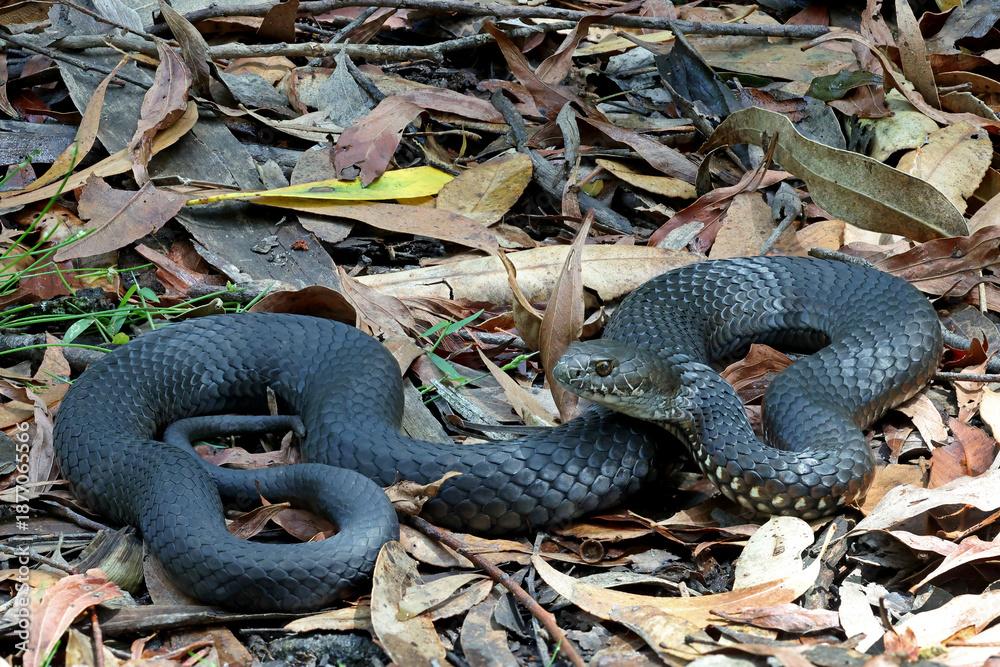 Fototapeta premium Australian Highlands Copperhead snake basking in leaf litter
