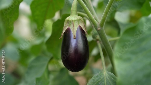 Eggplant detailed close-up showcasing vibrant freshness and naturally appealing textures