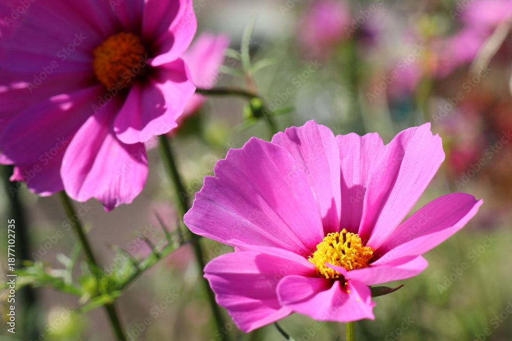 Obraz premium ピンク色のコスモス ベルサイユ スペシャル