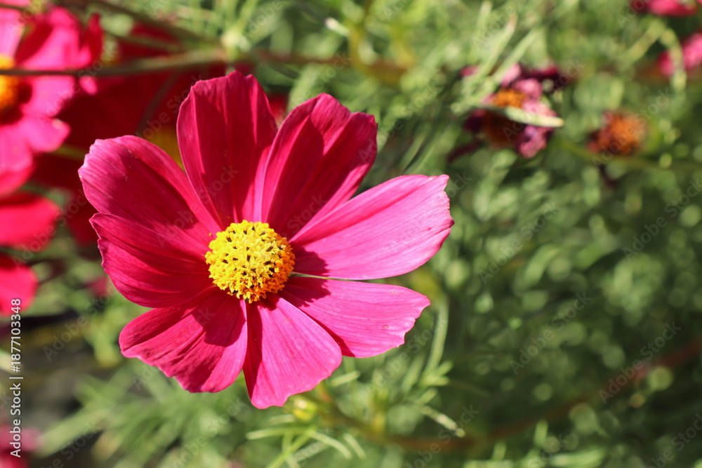 Obraz premium 赤いコスモス カサノバ
