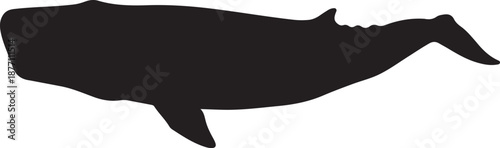 Bild auf Leinwand Massive Sperm Whale Diving Deep with Block-Shaped Head Profile