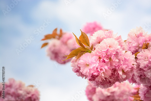 A branch with an inflorescence of pink sakura flowers against a light sky
