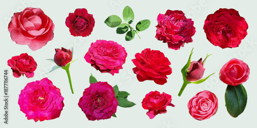 Rose collage set with cutout photo shapes. Retro modern floral elements for posters, branding, packaging, social media. Vector illustration in bright colors