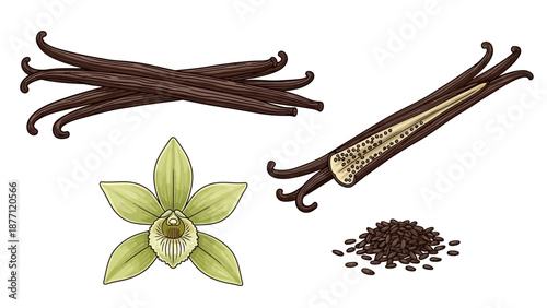 Vanilla pods, flower, and seeds arranged in a graphic illustration
