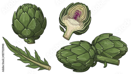 Artichoke illustrations showcasing various stages of the vegetable with detailed views and textures
