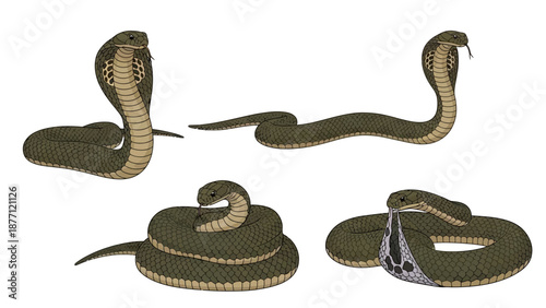 Multiple views of a snake showcasing various postures and anatomy on a simple background