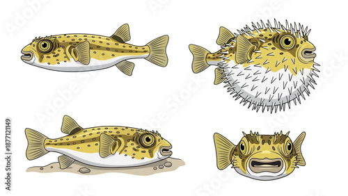 Puffers swimming and inflating in various ocean environments from different viewpoints