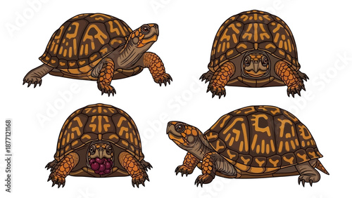 Turtles in various poses showcasing shell patterns and anatomy from different viewpoints