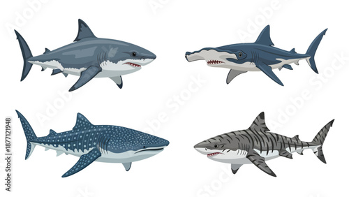 Four Diverse Shark Species Vector Set: Great White, Hammerhead, Whale, Tiger Sharks. Marine Predators Illustration.