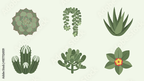 Set of Various Succulent Plants and Cacti Icons on Light Background