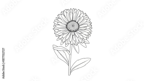 Calendula flower line art illustration