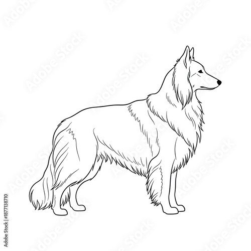 Black and white line art illustration of a long-haired dog breed resembling a rough collie in a standing pose.