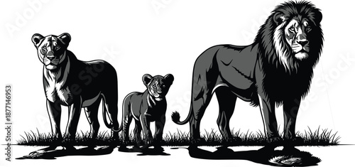 African lion family illustration showing majestic male lion lioness and cub standing together wildlife vector art isolated on white background