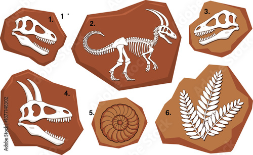 Dinosaur fossils set, prehistoric skeleton, skulls and bones, paleontology illustration, ancient rocks, museum collection, educational science, vector design, graphics, artwork
