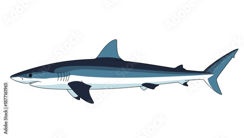 Realistic illustration of a great white shark swimming through the water with its fins and gills clearly visible on white.