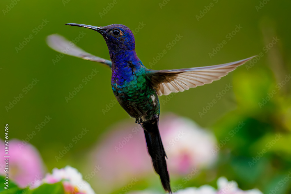 Fototapeta premium Hummingbird