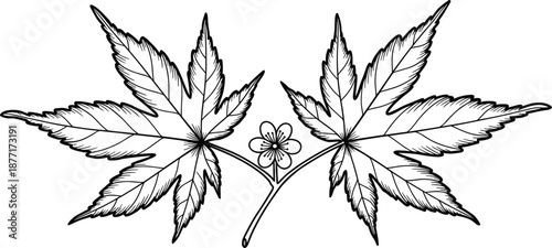 Black and white illustration of two maple leaves with a small flower in the center