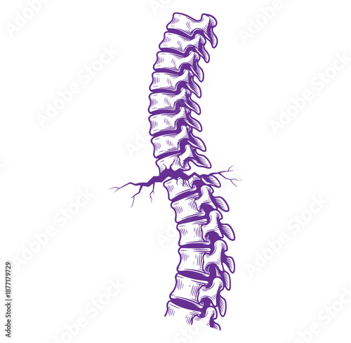 Anatomical illustration of a human spine with nerve roots  medical diagram
