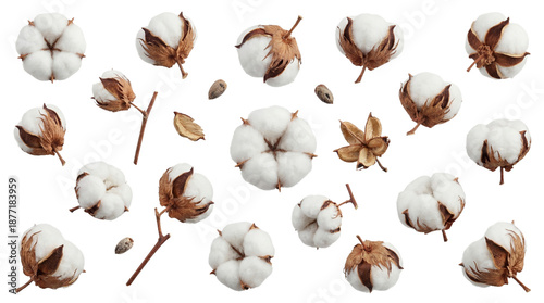 Tableau sur toile a collection of natural cotton bolls with dried leaves and seeds scattered on a transparent background, showcasing the raw beauty of cotton