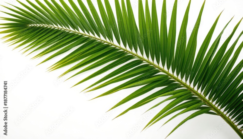 Obraz premium Lush green palm leaf isolated on white background showcasing intricate details of nature's beauty