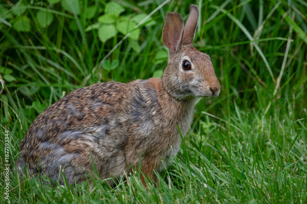 Fototapeta premium Eastern Cottontail Rabbit – Sylvilagus floridanus