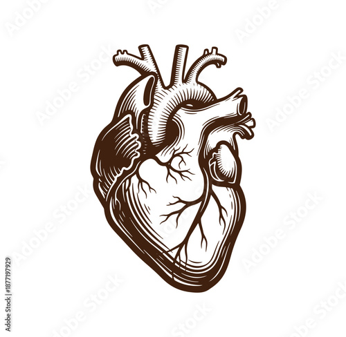 Anatomical drawing of a human heart with detailed veins and arteries