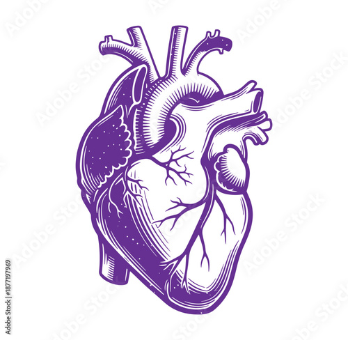 Anatomical drawing of a human heart from the front side in purple  medical illustration