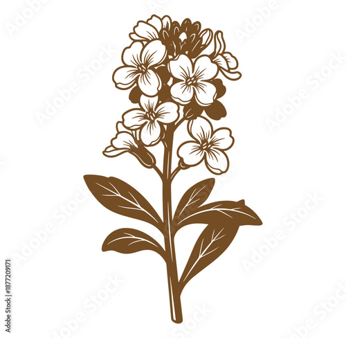 Brown and white illustration of a flowering plant with leaves on transparent background