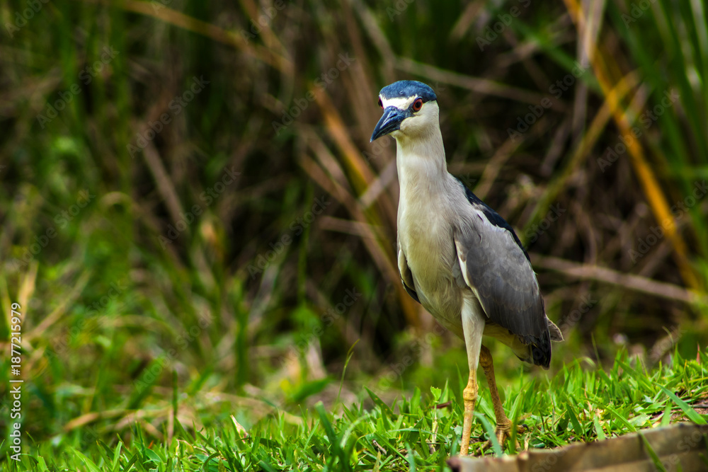 Fototapeta premium A Black-crowned Night-Heron (Nycticorax nycticorax) stands on a grassy bank. This nocturnal bird, with its striking black, white, and grey plumage, is a common sight in wetlands worldwide.
