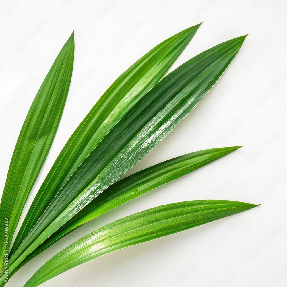 Obraz premium Glossy tropical palm leaves on white background, vibrant green foliage close-up for botanical design, summer themes, wellness branding, natural textures, eco-friendly backgrounds