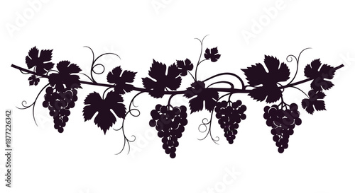 A detailed illustration of hanging grape vines and bunches beautifully presented as a silhouette