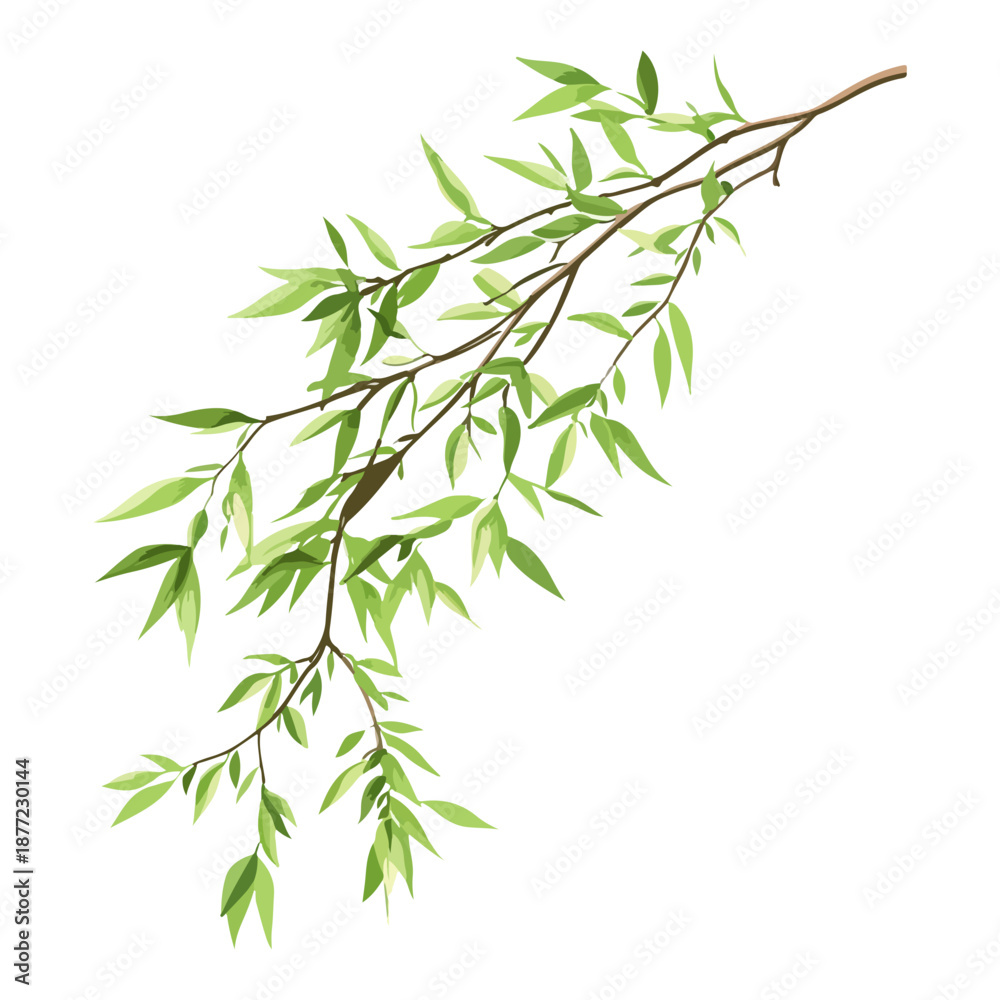 Obraz premium willow branches, plants, qingming festival, asia, festival, vector, transparent background, plant, branch, nature, herb, twig, decoration